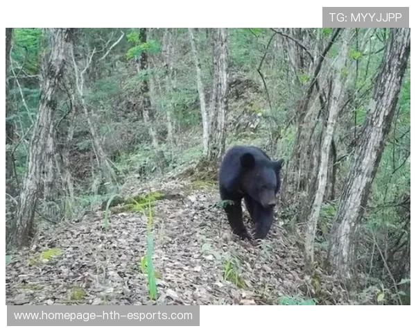 小男孩装死逃过黑熊一劫，男孩被害黑熊案